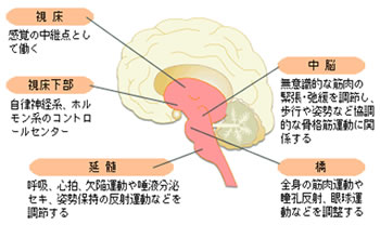 脳幹